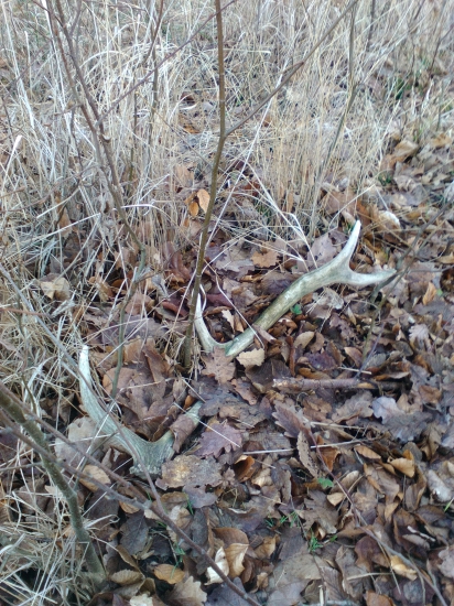 Starší, ale radost udělal.