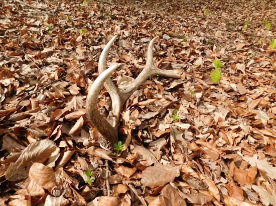 Včerejší osmerák