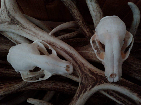 Trofeje z mývala severního.