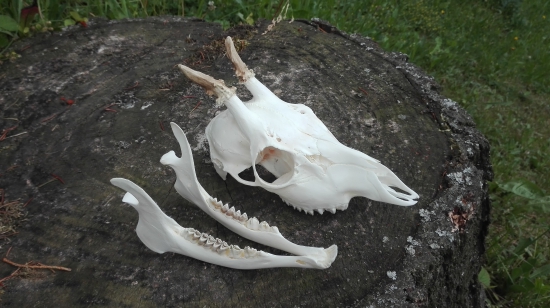 Letošní první srnec.