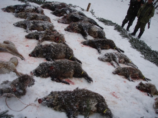 Hosťovská poľovačka Madačka