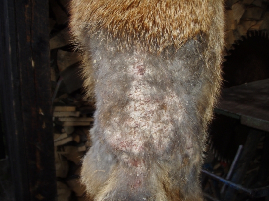 Prašivý lišiak detail chrbta