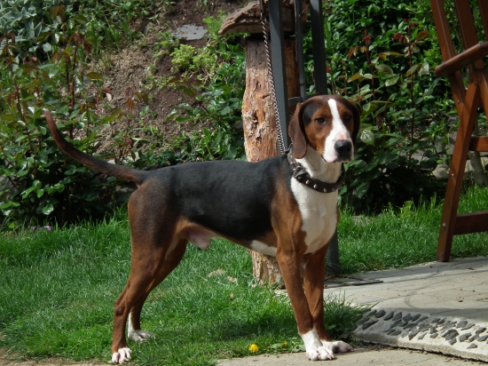 Srpski Trobojni Gonič