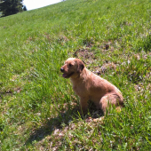 Charlie