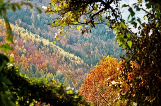 farbičky