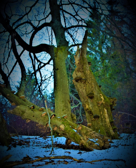 starý strom