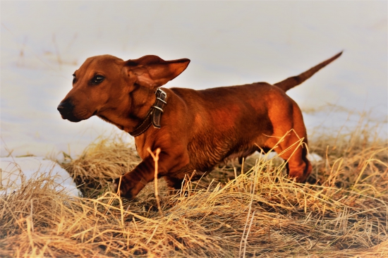 Budolf rastie do krásy