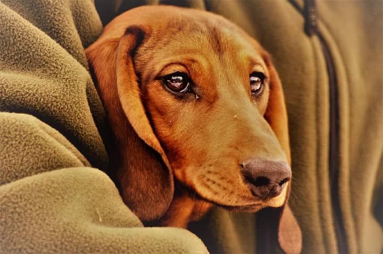 Forest od peňažnej hory