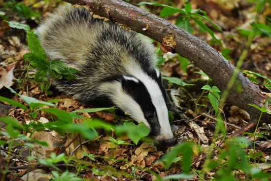 Ešte jednu pridávam