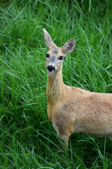 Kráska