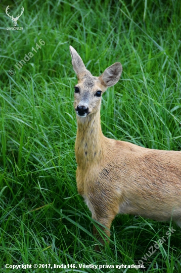 Kráska