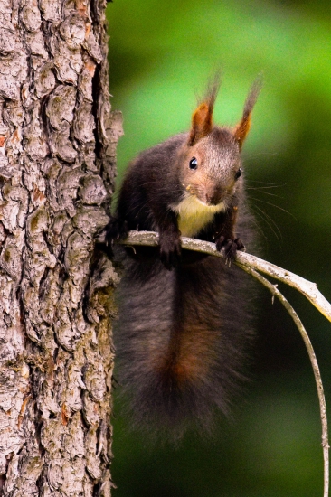 Roskošná veverka ...
