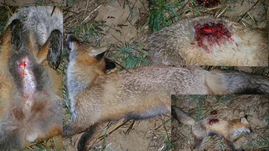 Prebijané V-max 75gr 243 win