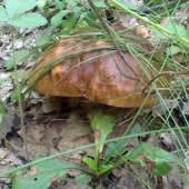 zamaskovaný