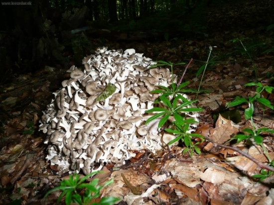 Kučierka veľka-barania hlava