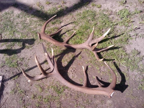 este raz 203,89 bodov