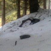 ja som si myslel tiez ze to je paroh:-) podoba tam je..