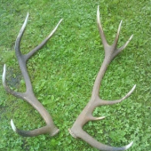 vaha bola 6,3 kg 50m od krmoviska:-)