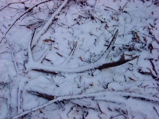 skoro som ho nezbadal