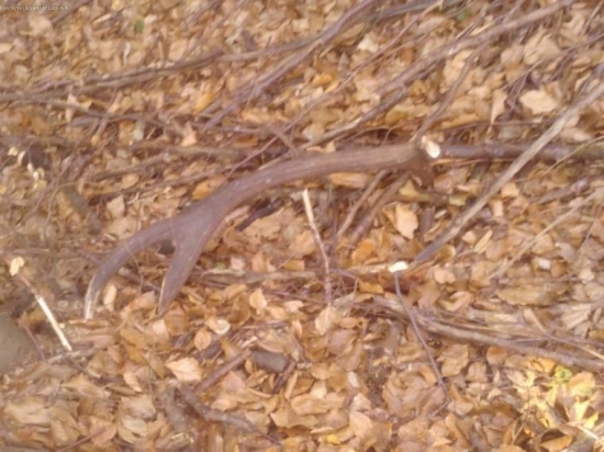 vcerajsi 2,55kg 12-torak