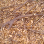 vcerajsi 2,55kg 12-torak