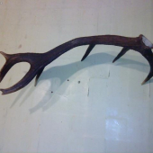 nedelny no moj ale nie tak celkom