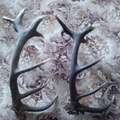 jeden rok z toho isteho  najdene