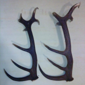 a dnes sa podarilo zohnat aj 2 lonsky:-))