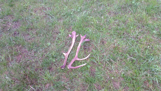 Nádejný,druhé parožie