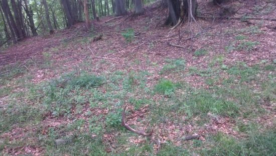 cestou k doplneniu soliska