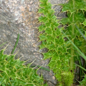 Vysokorastuce rastliny-Cirsium spisissimum