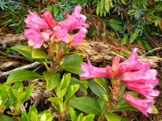 Vysokorastuce kvety-Rhododendron hirsutum