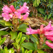 Vysokorastuce kvety-Rhododendron hirsutum