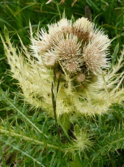 Vysokorastuce rastliny-Cirsium spinosissinium