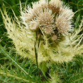 Vysokorastuce rastliny-Cirsium spinosissinium