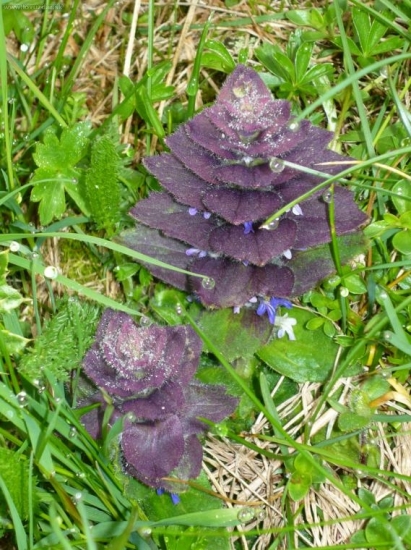 Vysokorastuce rastliny-Ajuga pyramidalis