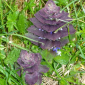Vysokorastuce rastliny-Ajuga pyramidalis