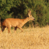 Jazyčisko mi vyplazil ?!