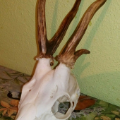 Meninový Srnček