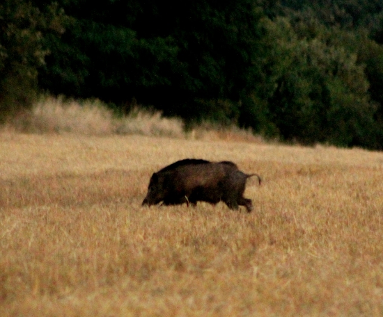 Kanček.