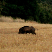 Kanček.