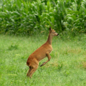 Gombičkár z kukurice.