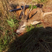 Večerno ranný vidláčik