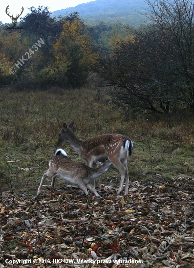 Malý Copko.