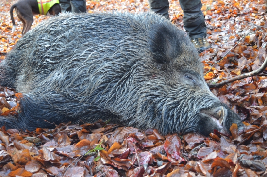 Spomienka na Nemeckého kanca