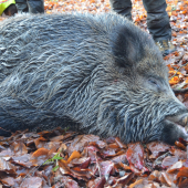 Spomienka na Nemeckého kanca