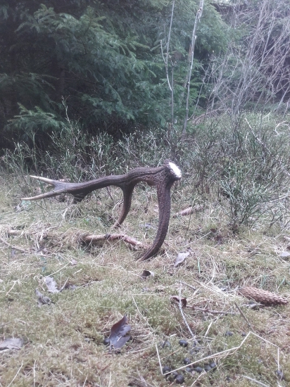 na bielu sobotu pekná biela ružica ☺