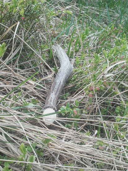 čučoriedokovi  šesták