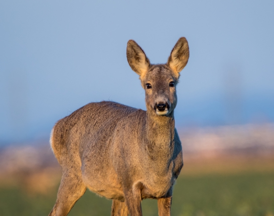 Capreolus capreolus