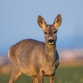 Capreolus capreolus